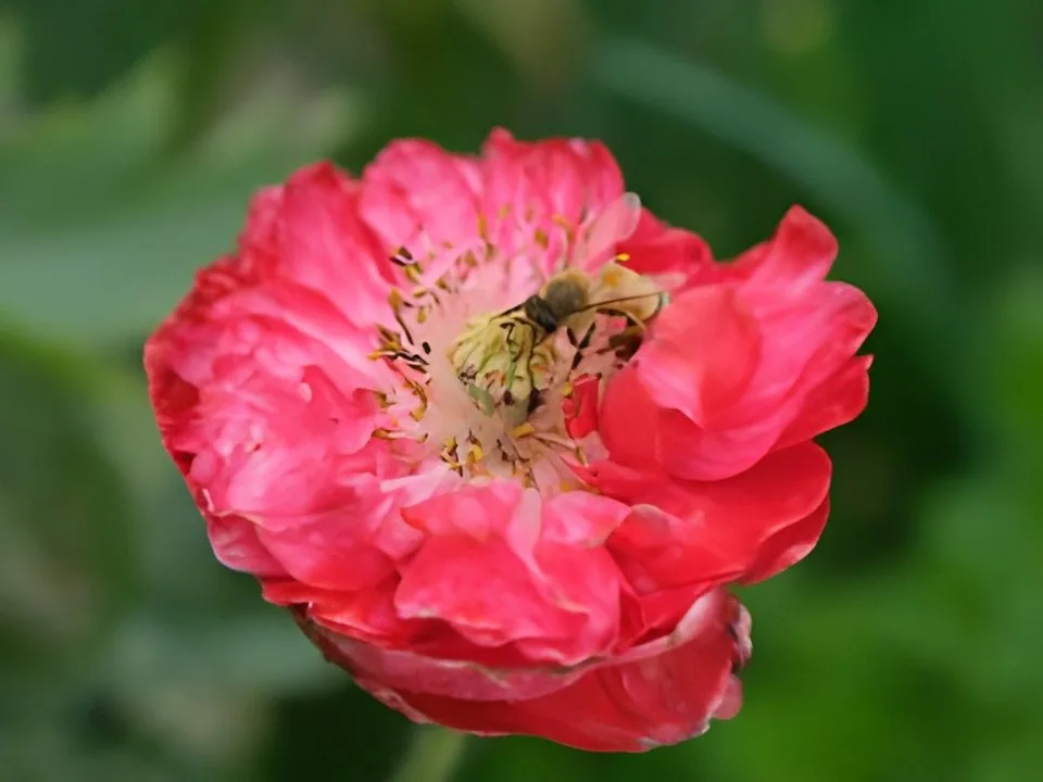 The same photo after enhancement, with the grain gone and the edges crisp