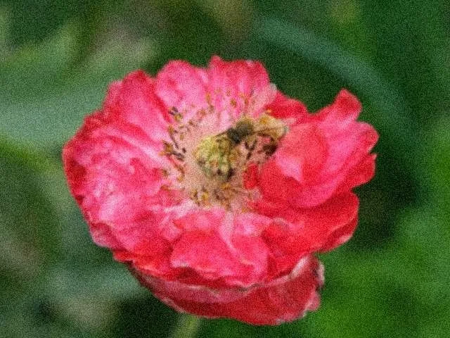 A grainy low-light photo before enhancement